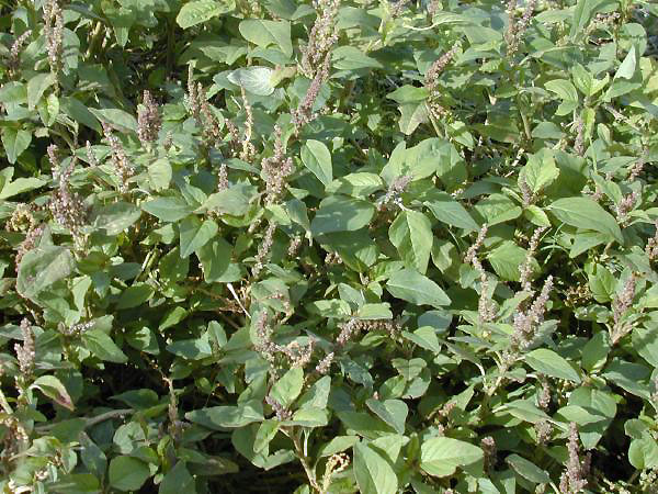 image of many mature amaranth plants growing in a field